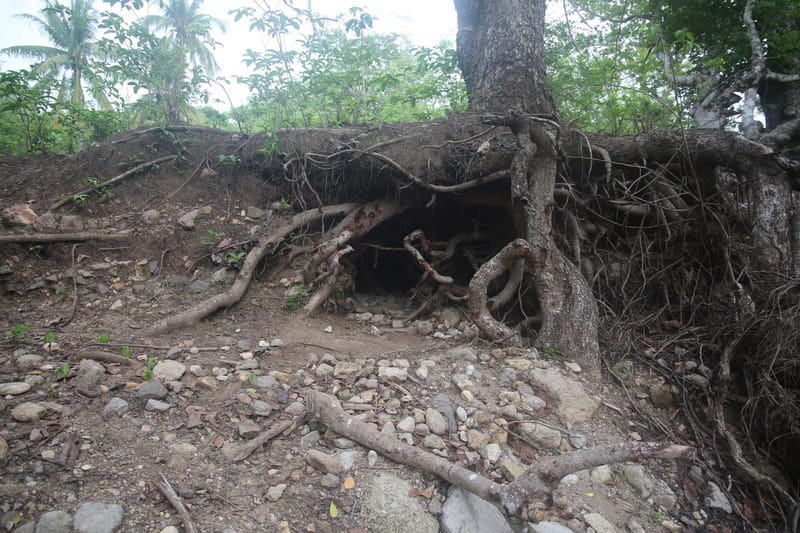 Komodo’s Den